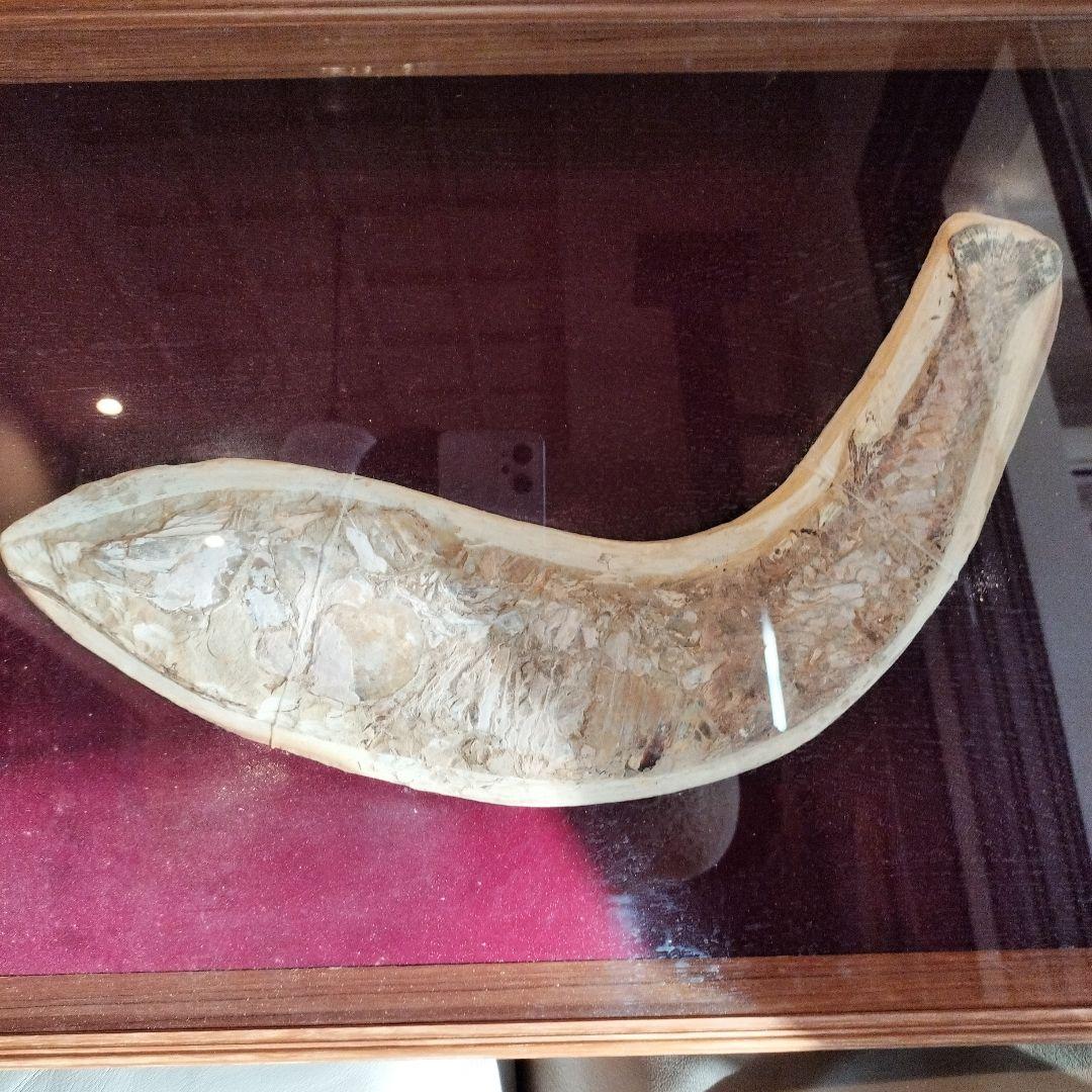 古代魚　魚化石　額　箱付き