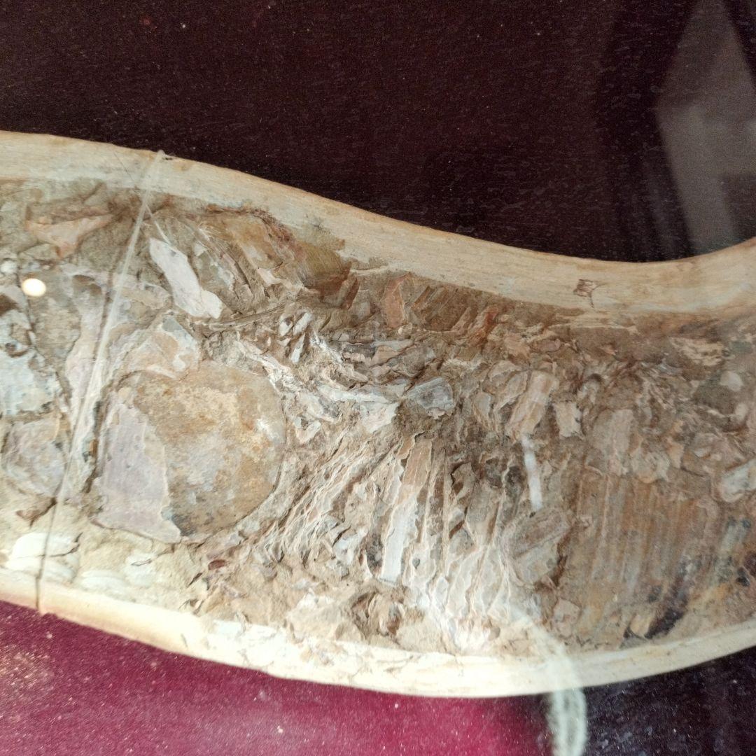 古代魚　魚化石　額　箱付き