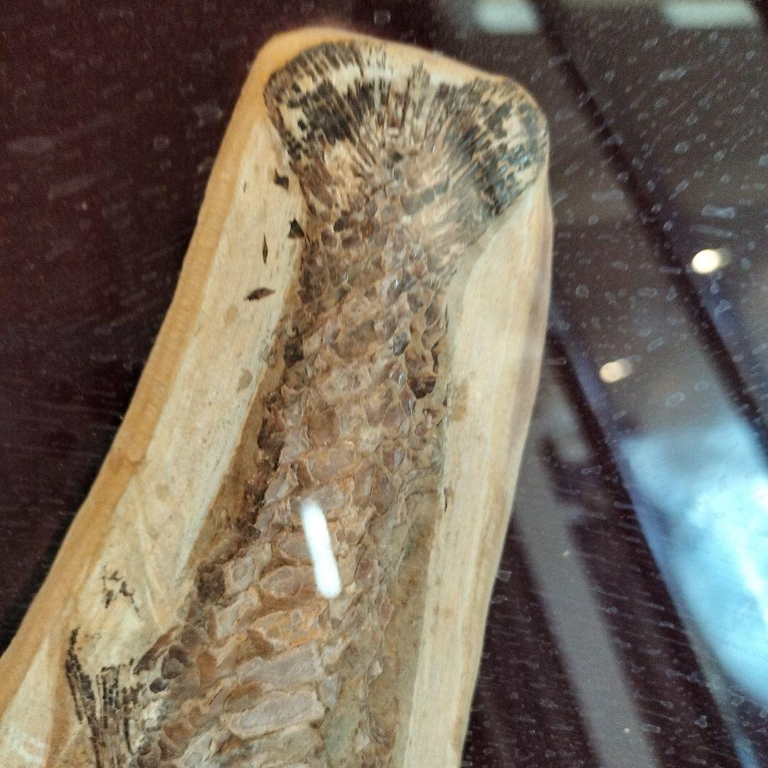 古代魚　魚化石　額　箱付き