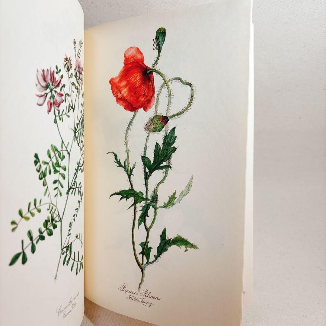 Elsa Flesko 美しい植物図鑑 160枚 植物画 ボタニカル