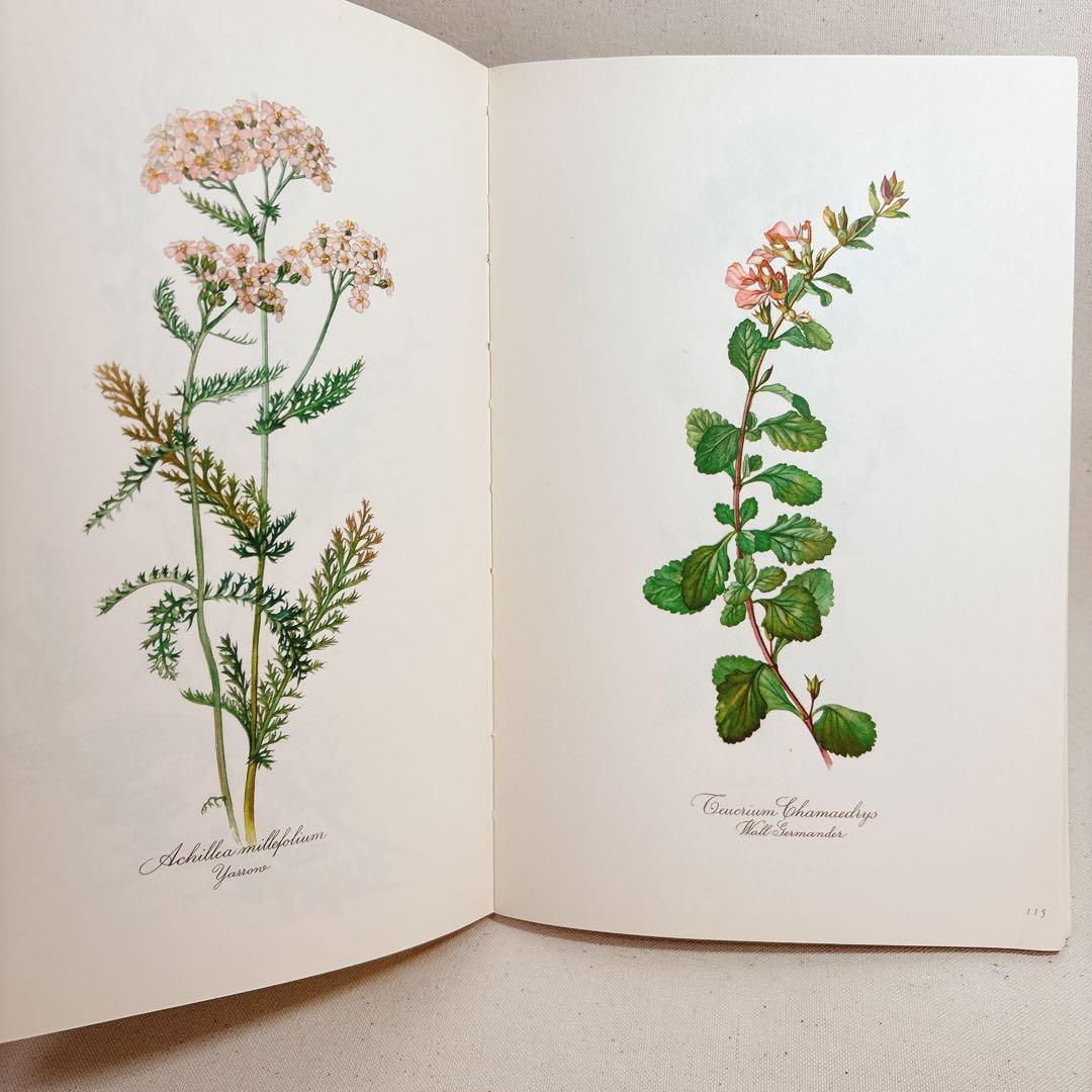 Elsa Flesko 美しい植物図鑑 160枚 植物画 ボタニカル