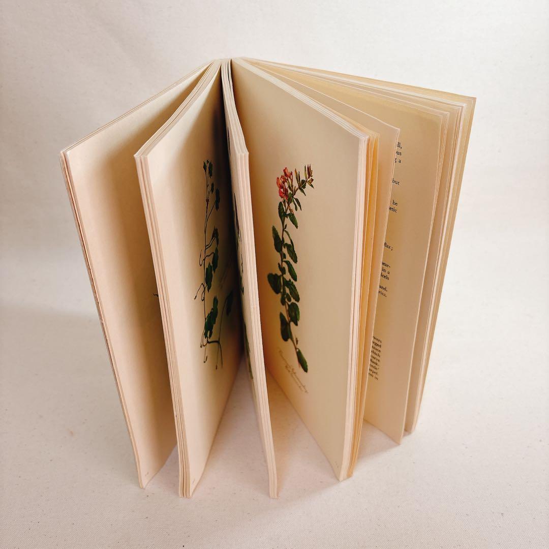 Elsa Flesko 美しい植物図鑑 160枚 植物画 ボタニカル