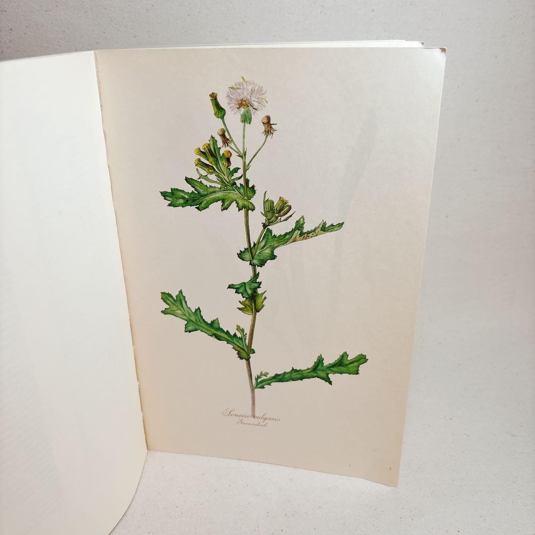 Elsa Flesko 美しい植物図鑑 160枚 植物画 ボタニカル