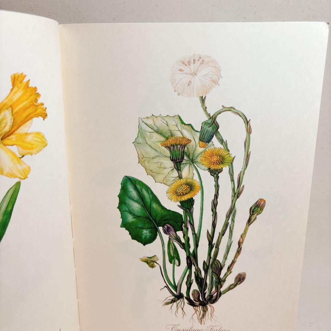 Elsa Flesko 美しい植物図鑑 160枚 植物画 ボタニカル