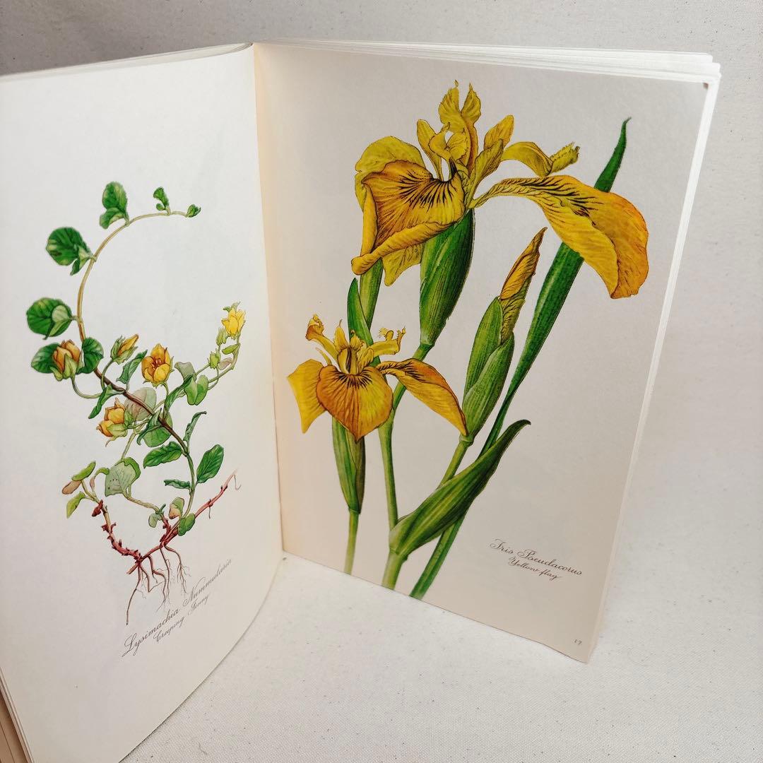 Elsa Flesko 美しい植物図鑑 160枚 植物画 ボタニカル
