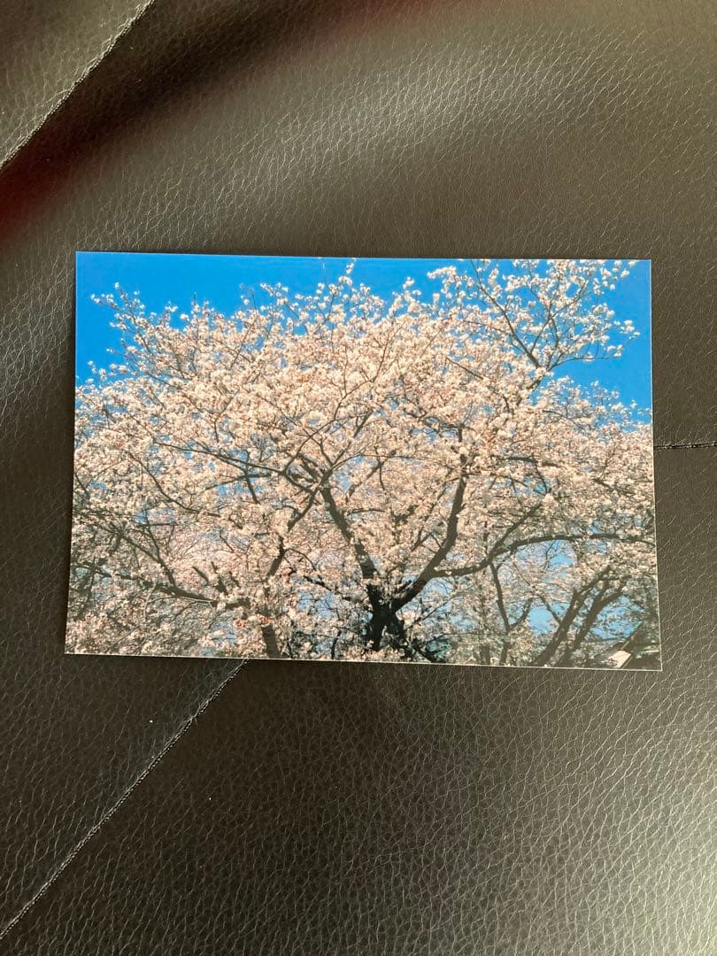 ❇️ Konica C35 とフィルムセット❇️ ✅ 自然光では良く写ります。