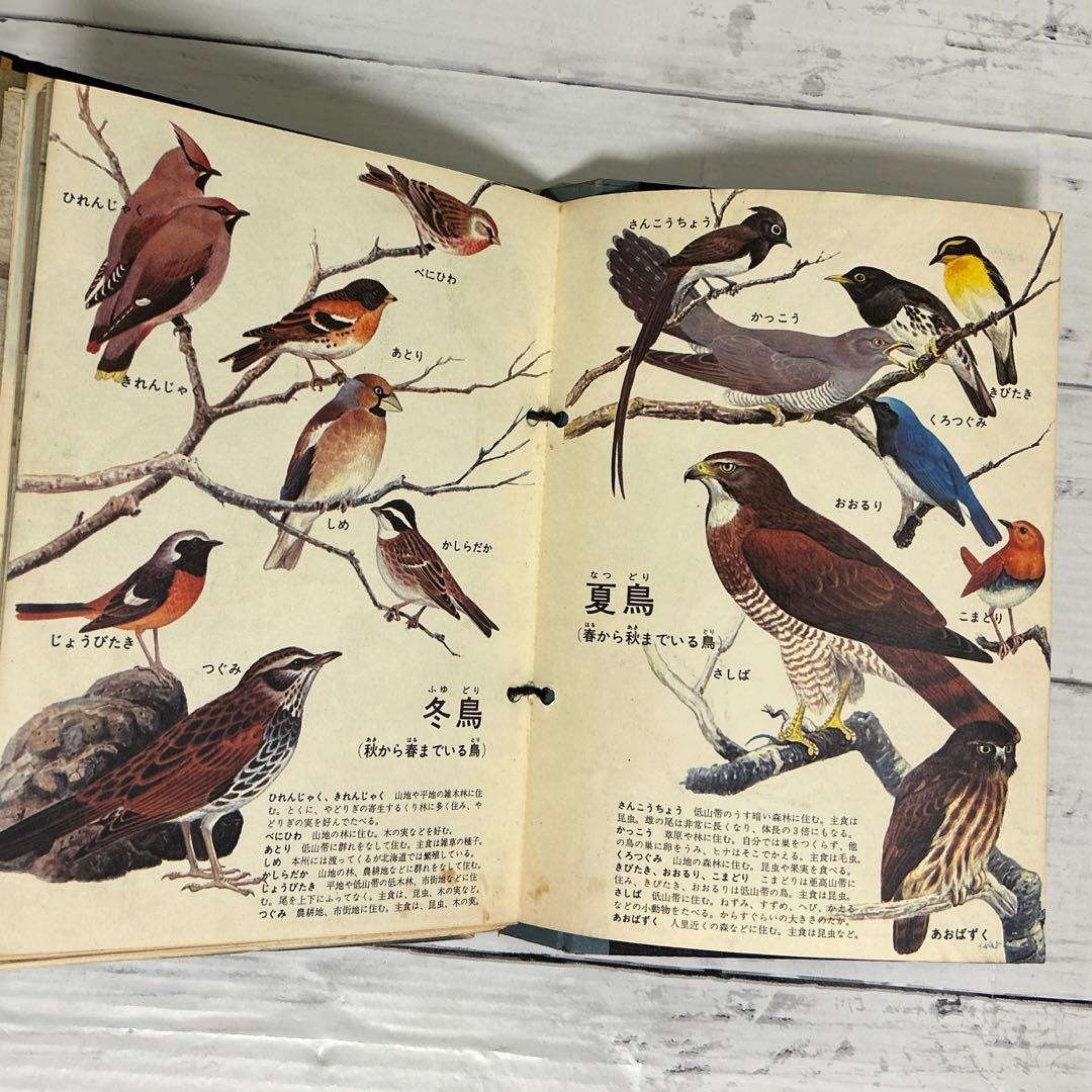 こどものとも 付録 藪内正幸画