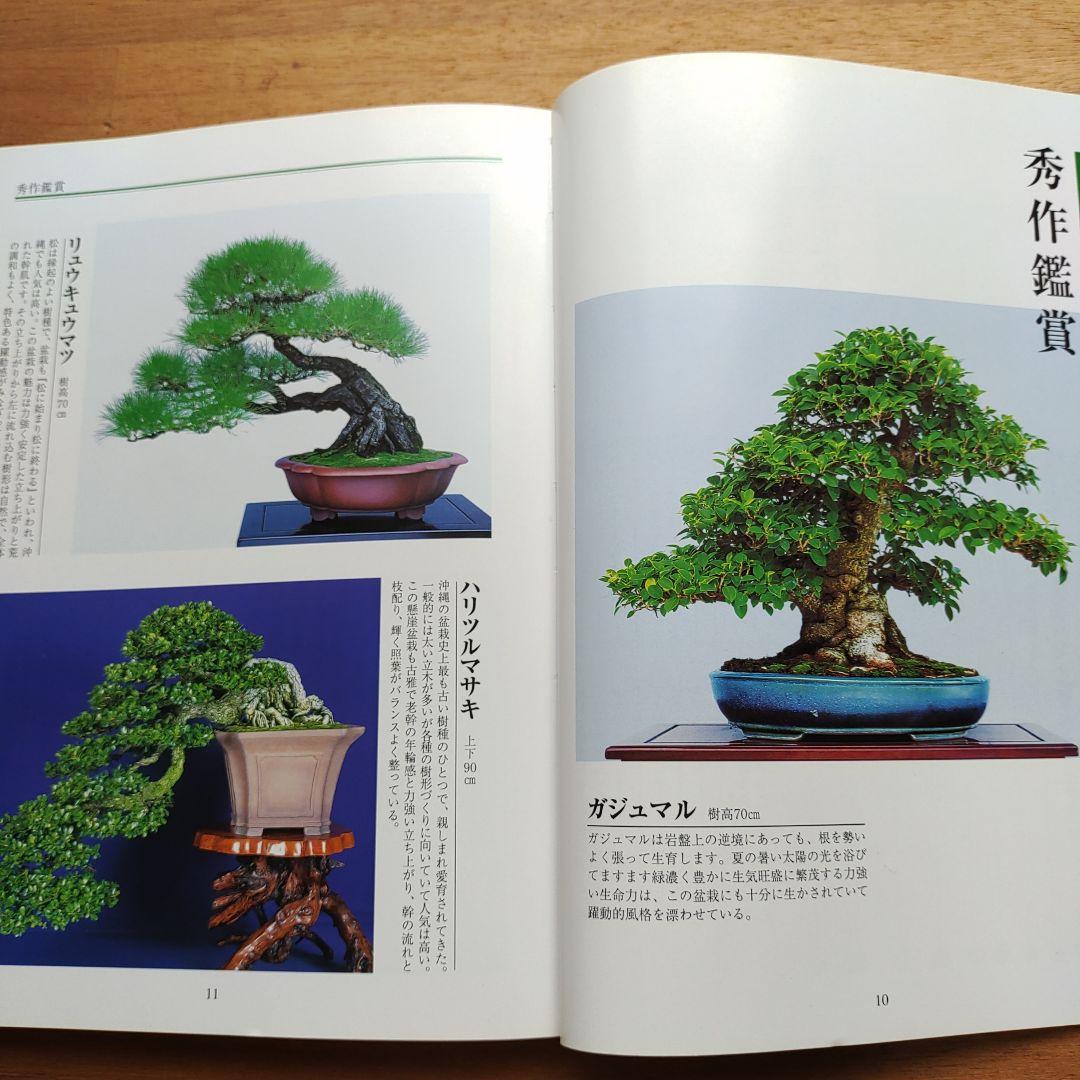 楽しい沖縄の盆栽づくり