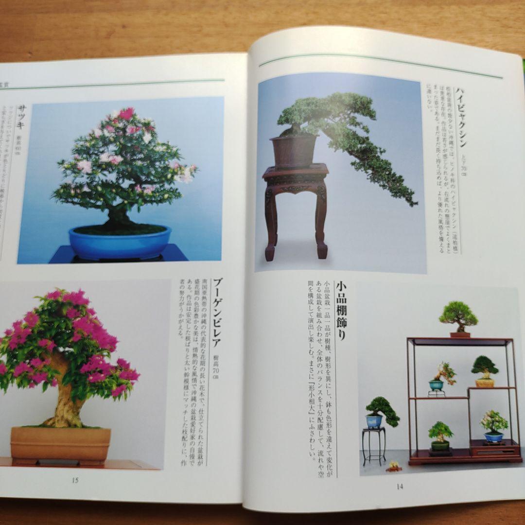 楽しい沖縄の盆栽づくり