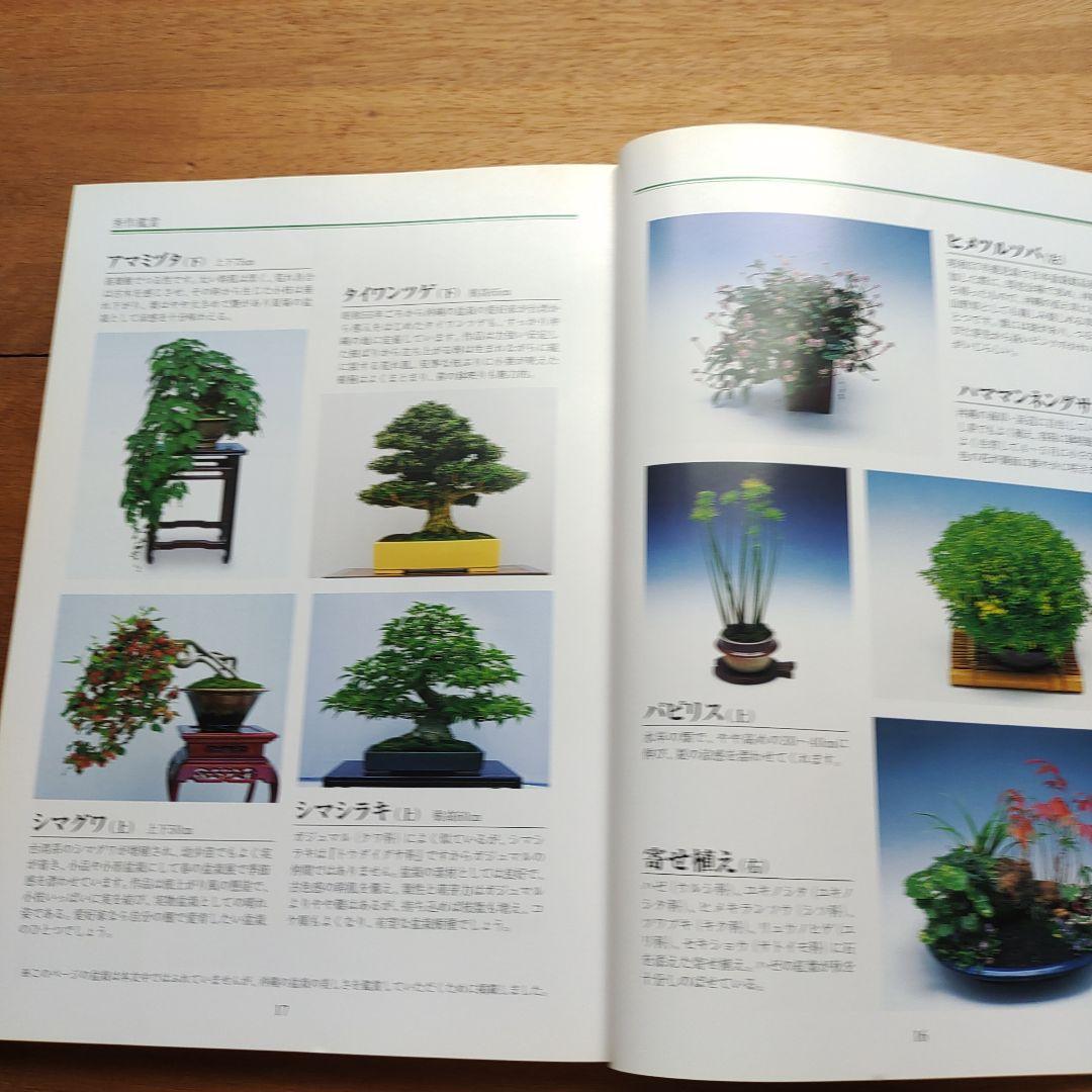 楽しい沖縄の盆栽づくり