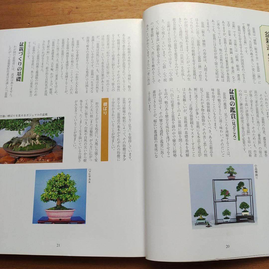 楽しい沖縄の盆栽づくり
