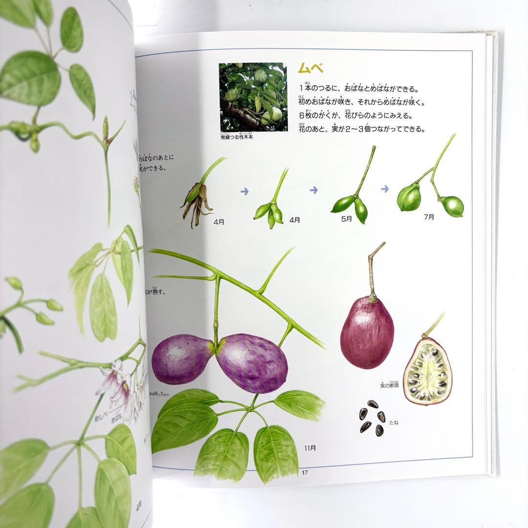 花と実の図鑑シリーズ1〜7巻セット / 斉藤謙綱 / 三原道弘 / 偕成社