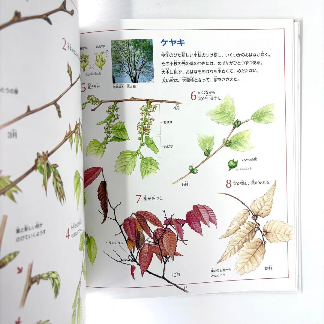 花と実の図鑑シリーズ1〜7巻セット / 斉藤謙綱 / 三原道弘 / 偕成社