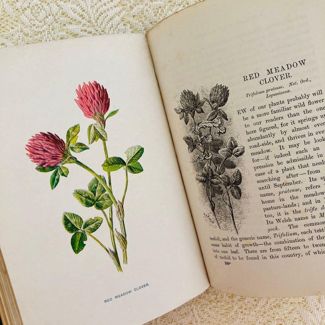 洋書古書　希少　Familiar Wild Flowers　アンティーク植物図鑑