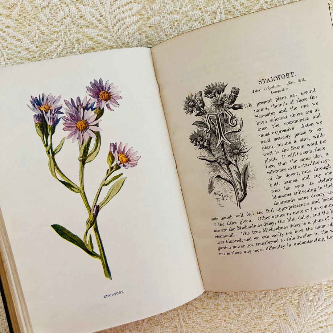 洋書古書　希少　Familiar Wild Flowers　アンティーク植物図鑑