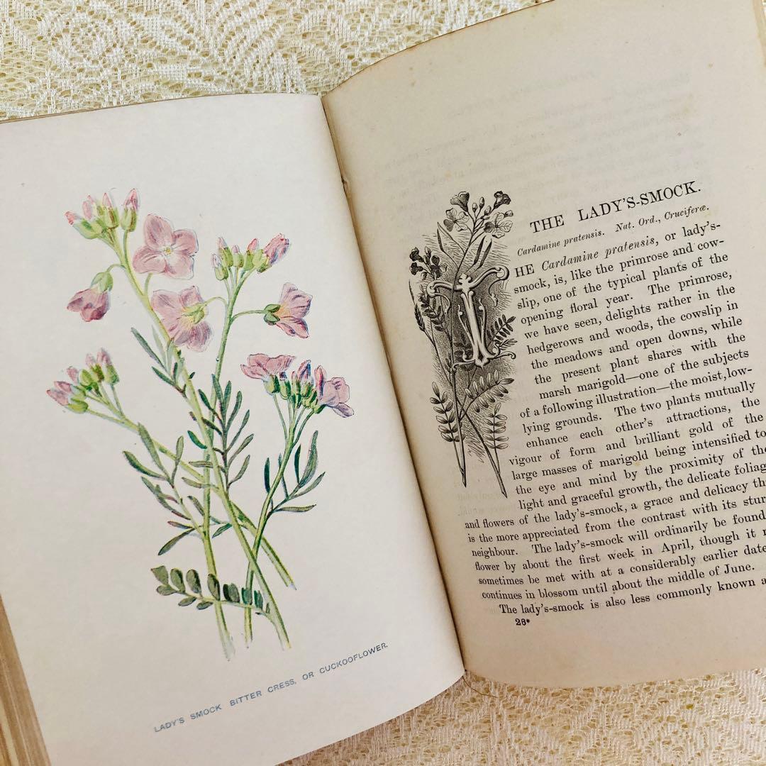 洋書古書　希少　Familiar Wild Flowers　アンティーク植物図鑑