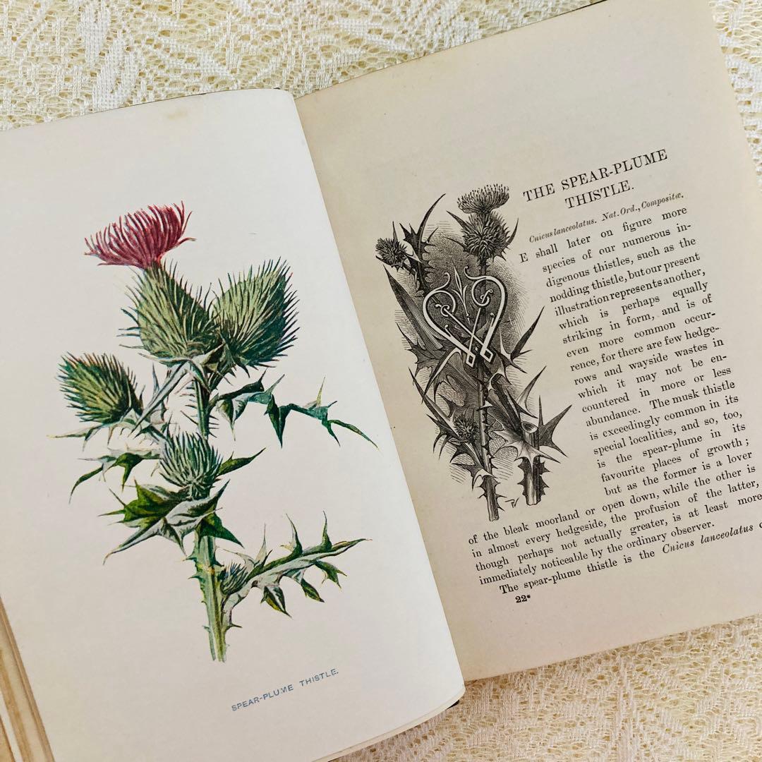 洋書古書　希少　Familiar Wild Flowers　アンティーク植物図鑑