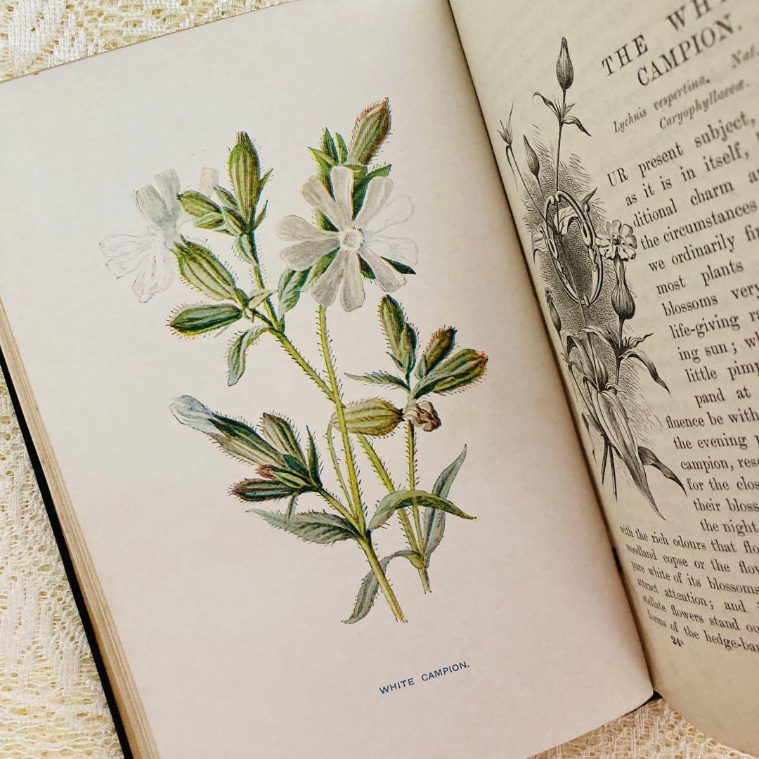 洋書古書　希少　Familiar Wild Flowers　アンティーク植物図鑑