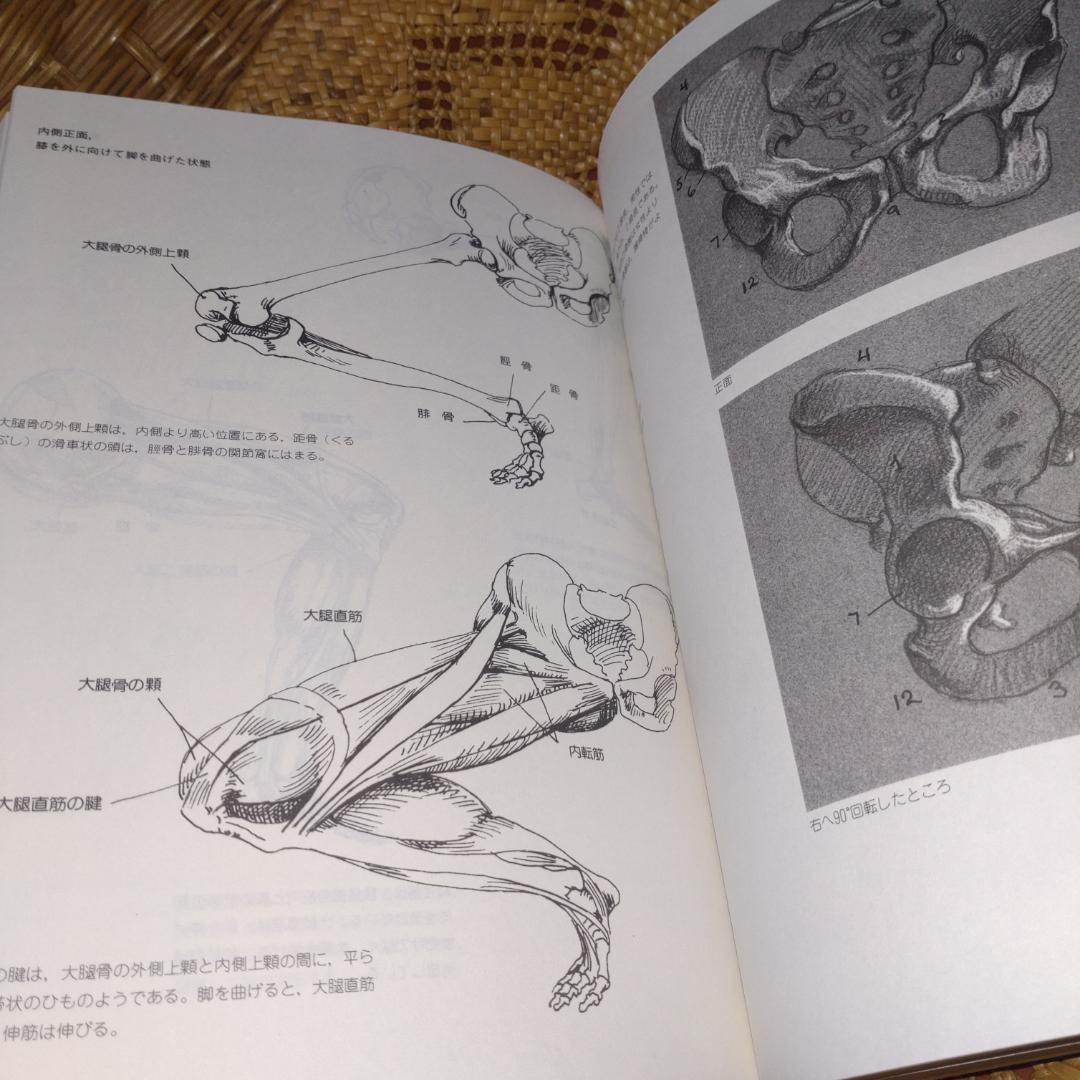 やさしい美術解剖図 J.シェパード著