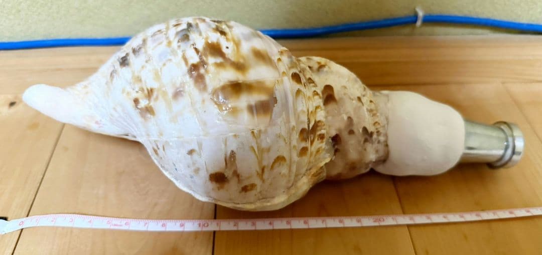 コンパクト 修験道法螺貝　密教　山伏　熊よけ　魔除け　ほら貝　ホラガイ
