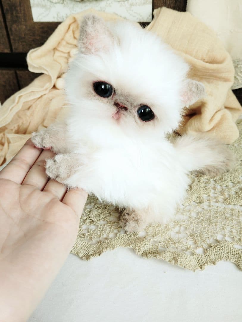エキゾチック子猫ちゃん♡春生まれのサクラちゃん♡アートドール♡ぬいぐるみ♡