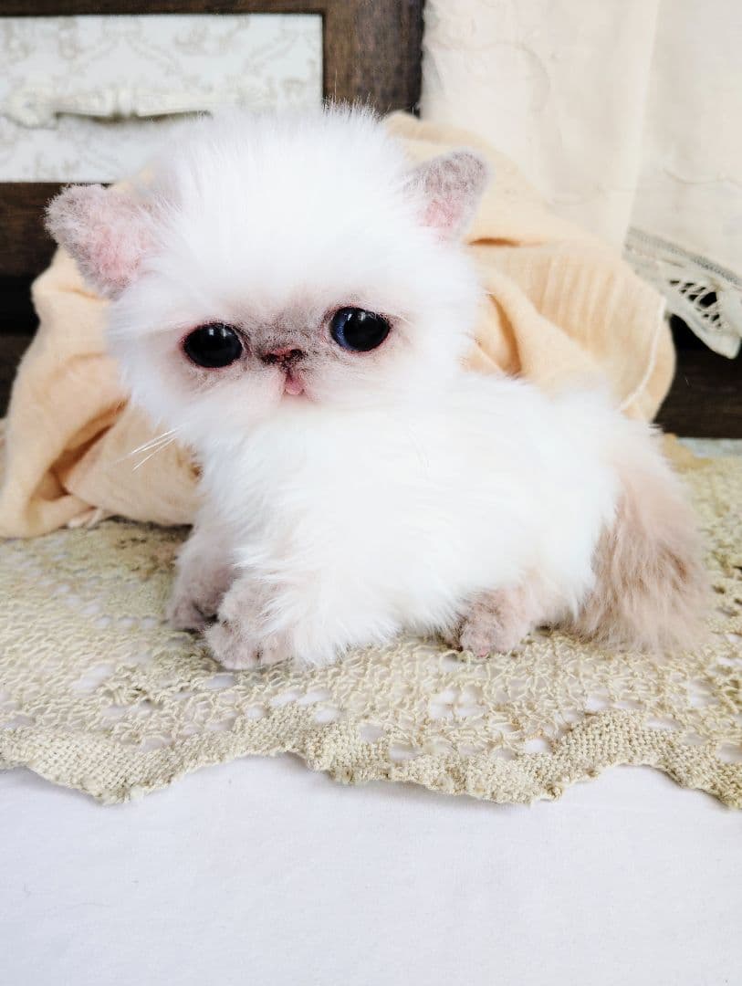 エキゾチック子猫ちゃん♡春生まれのサクラちゃん♡アートドール♡ぬいぐるみ♡
