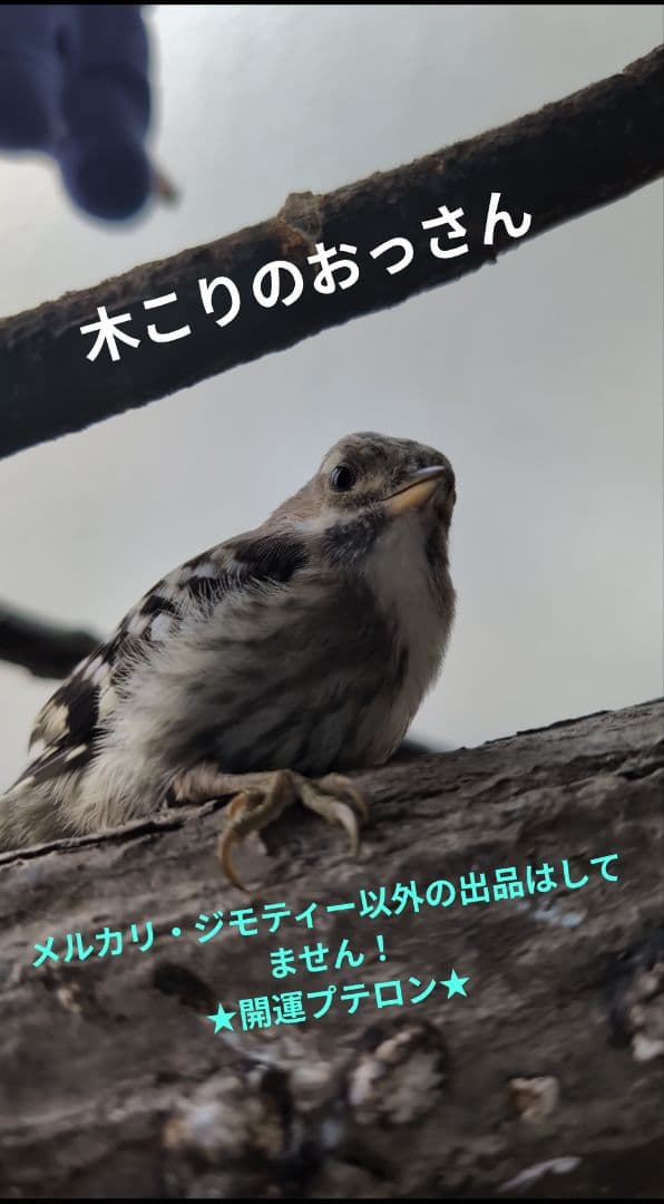 開運　呪物　曰く付き　珍品コゲラの羽とアオダイショウの皮と天然石付きキーホルダー