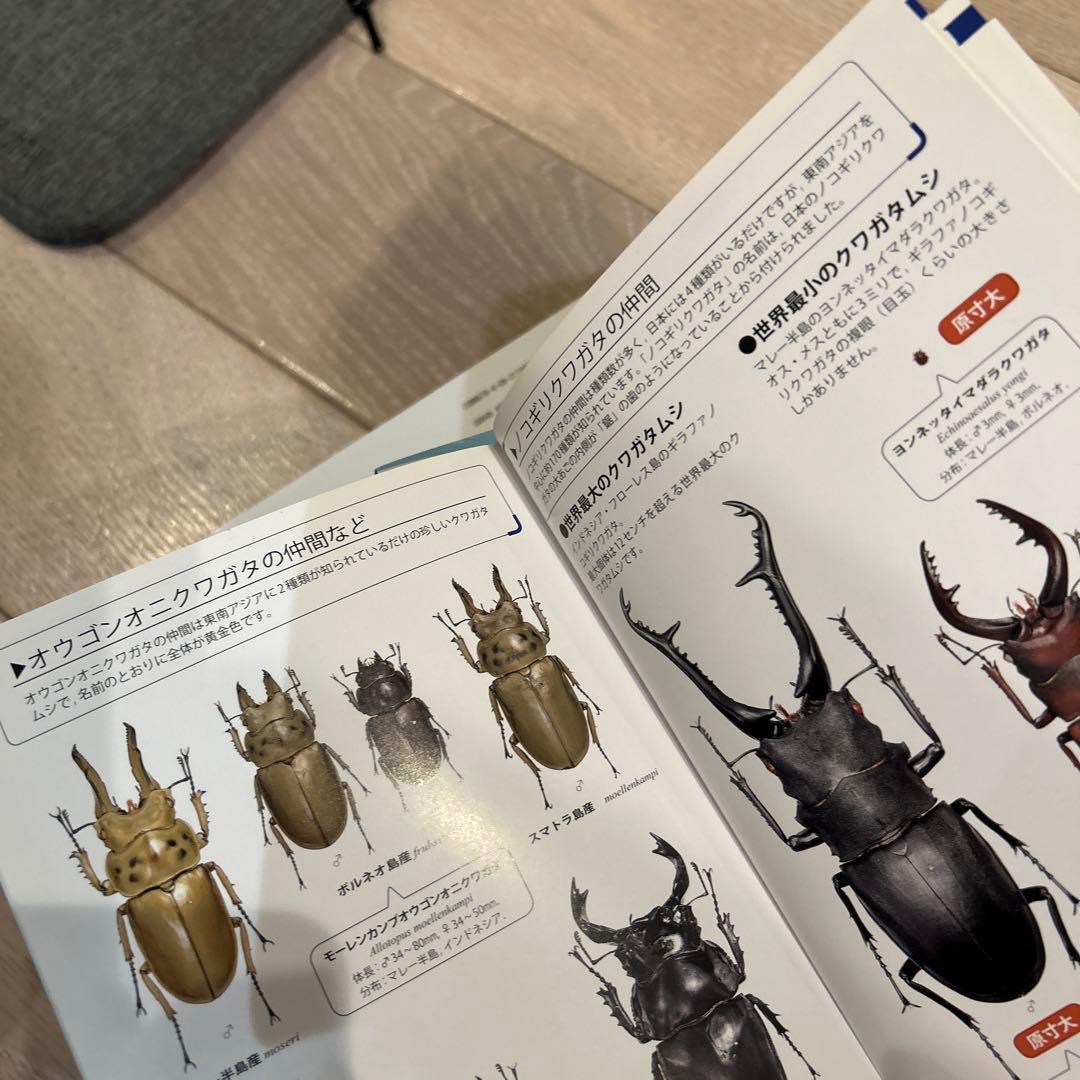 カブトムシ　クワガタムシ　昆虫　図鑑など