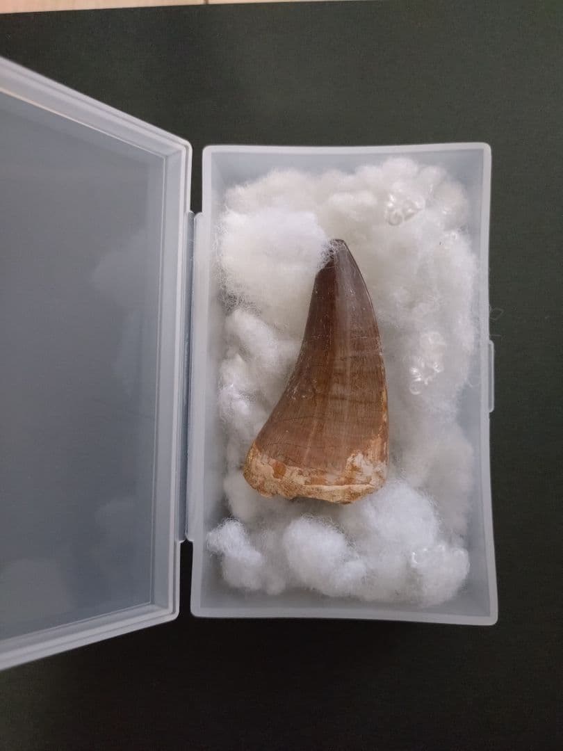 【特大】モロッコ産モササウルスの歯の化石 5.5×3cm