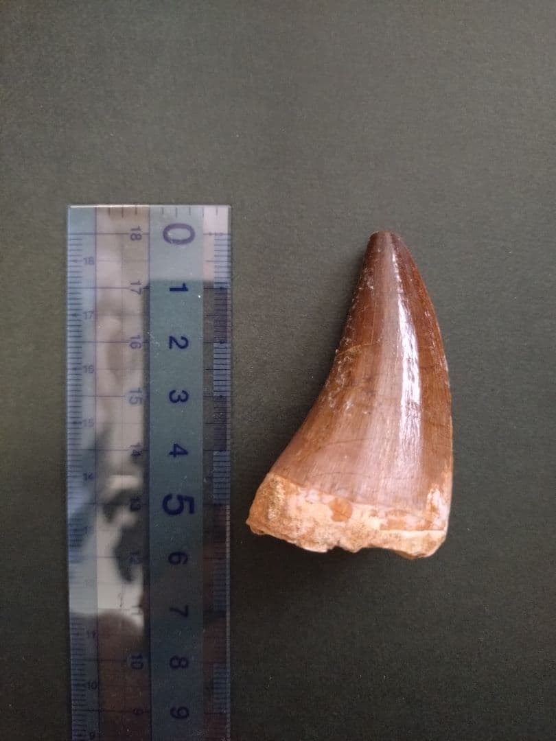 【特大】モロッコ産モササウルスの歯の化石 5.5×3cm