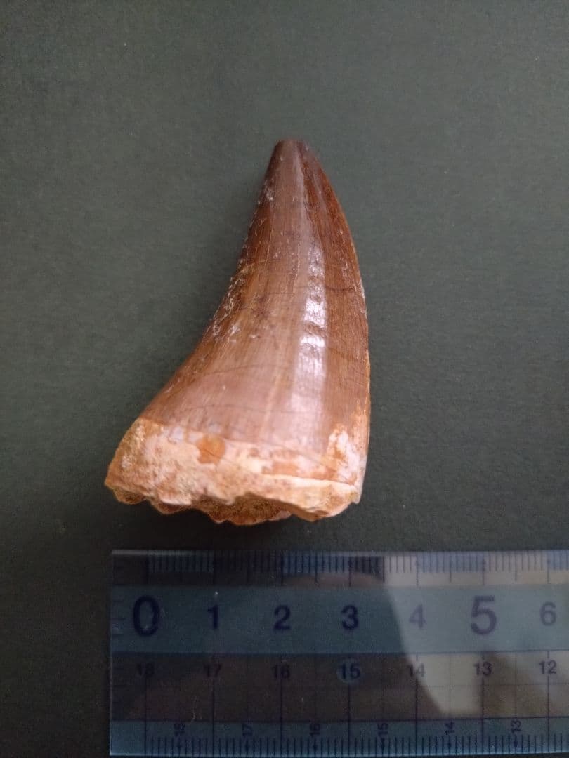 【特大】モロッコ産モササウルスの歯の化石 5.5×3cm
