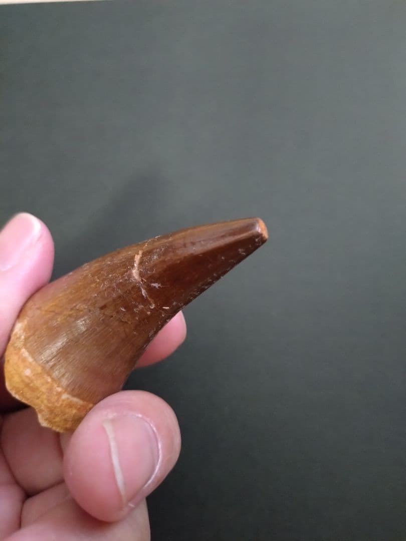 【特大】モロッコ産モササウルスの歯の化石 5.5×3cm