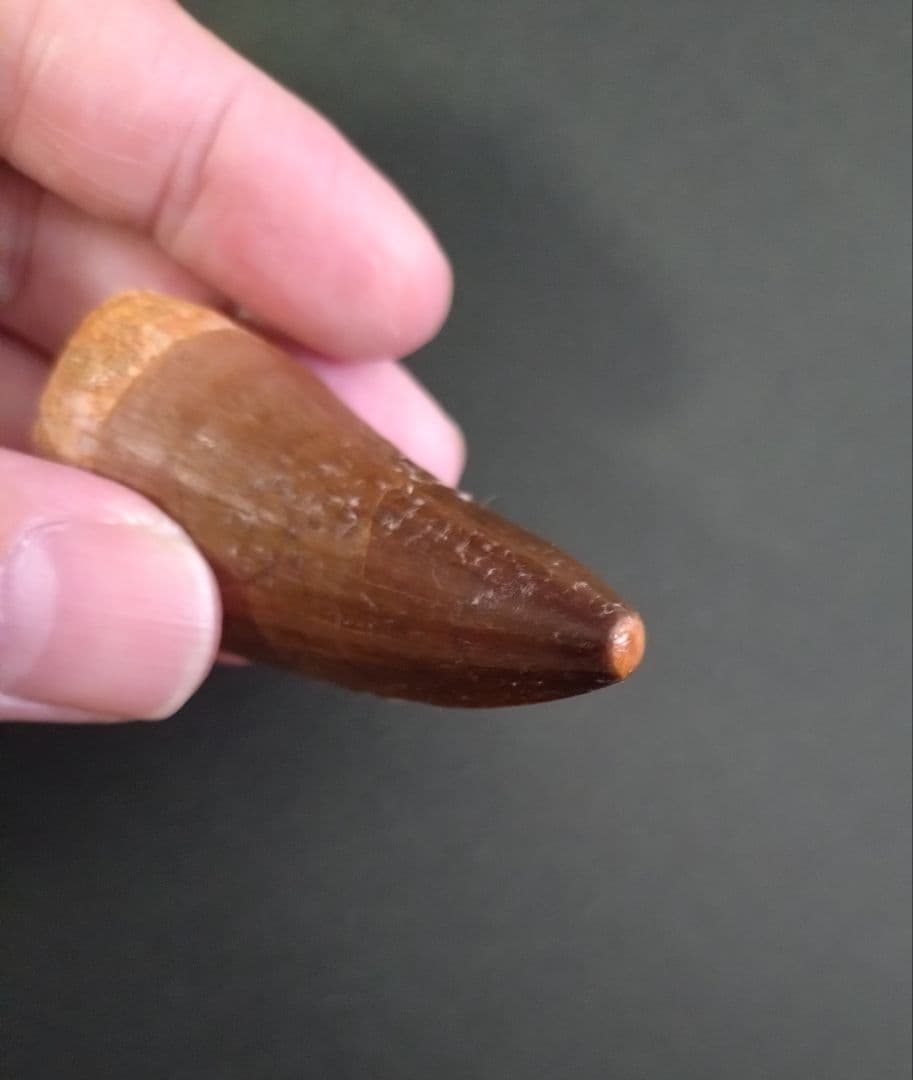 【特大】モロッコ産モササウルスの歯の化石 5.5×3cm