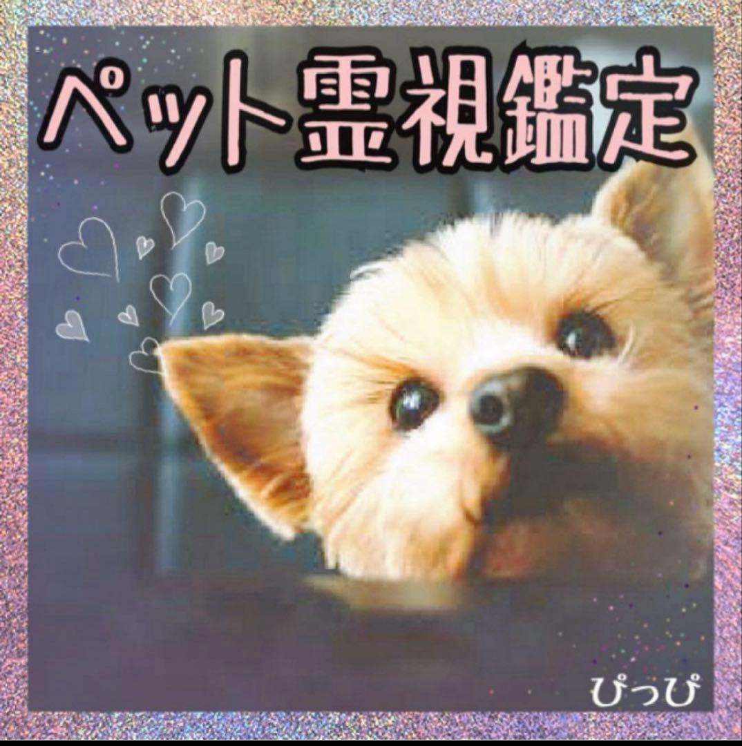 ペット霊視鑑定 鑑定書