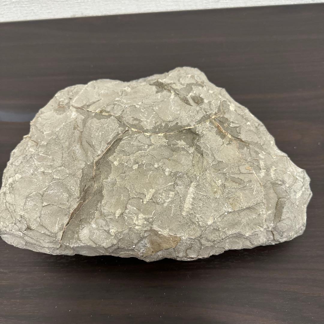 アンモナイト化石石 約30cm
