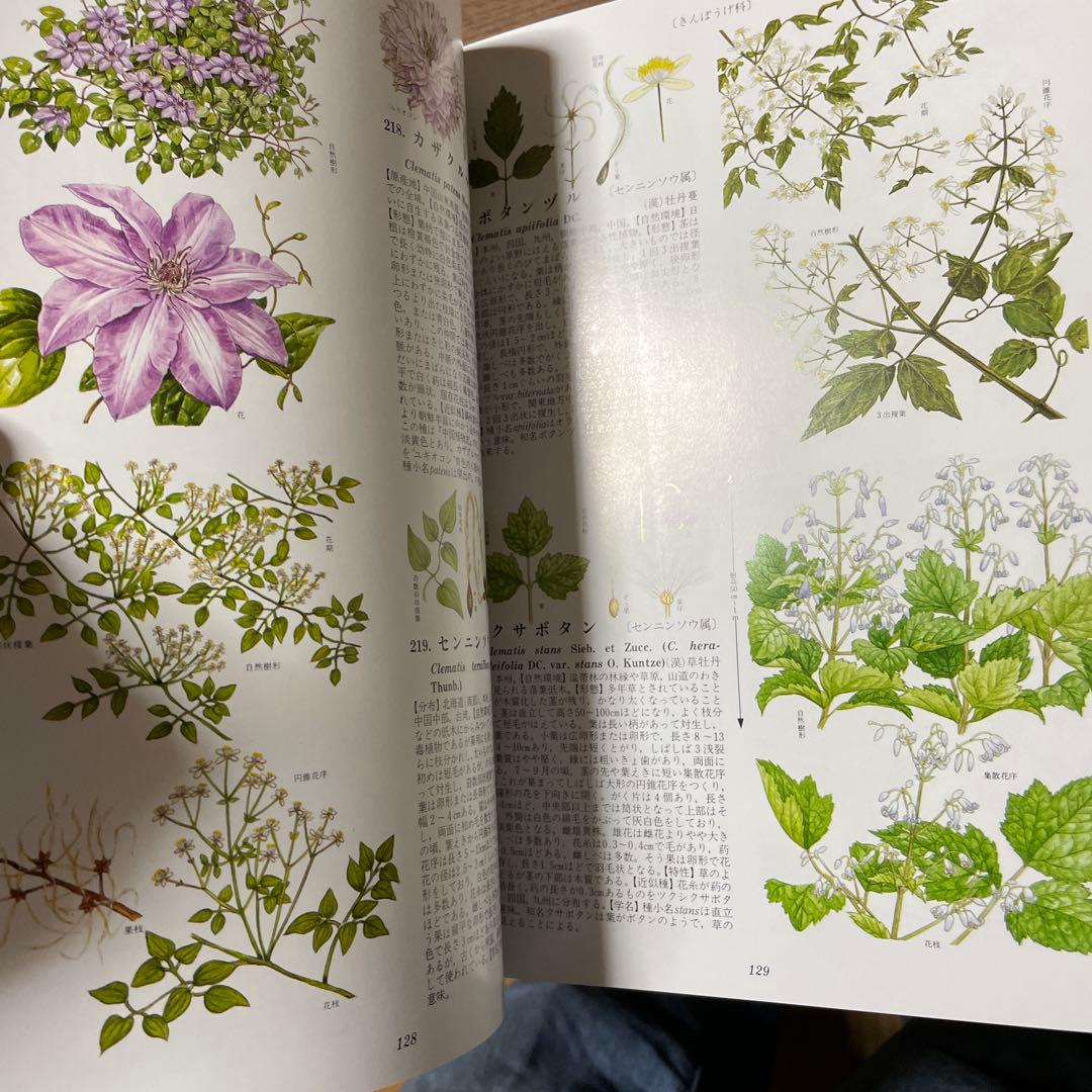 原色樹木大図鑑（ILLUSTRATED TREES IN COLOUR）【美品】