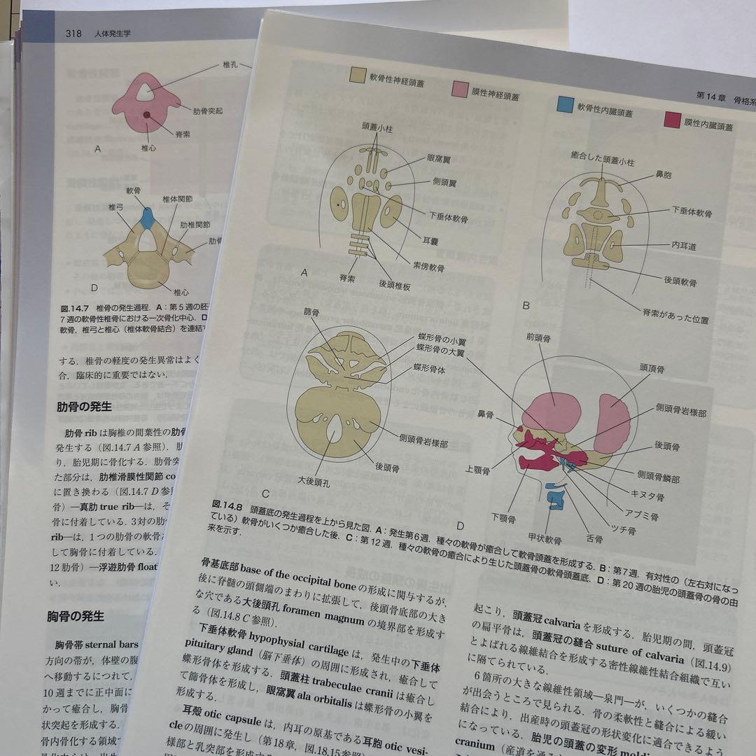 第11版　ムーア人体発生学