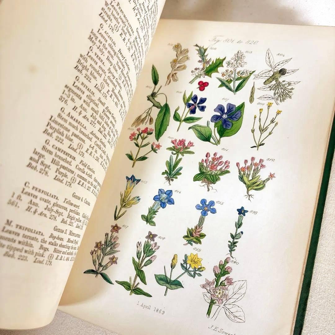 洋書　1876年 野の花 British 花 植物図鑑 英国 Sowerby