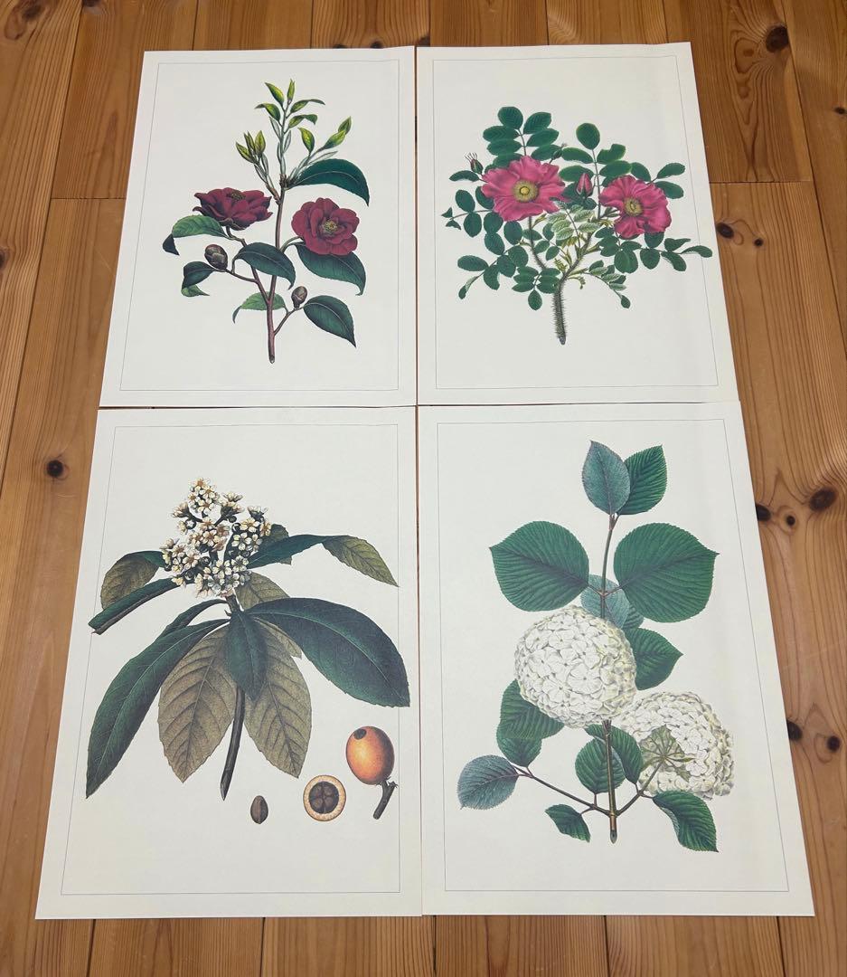 【完品希少】原色精密 日本植物図譜 シーボルト 講談社 複製画4枚付 1984年