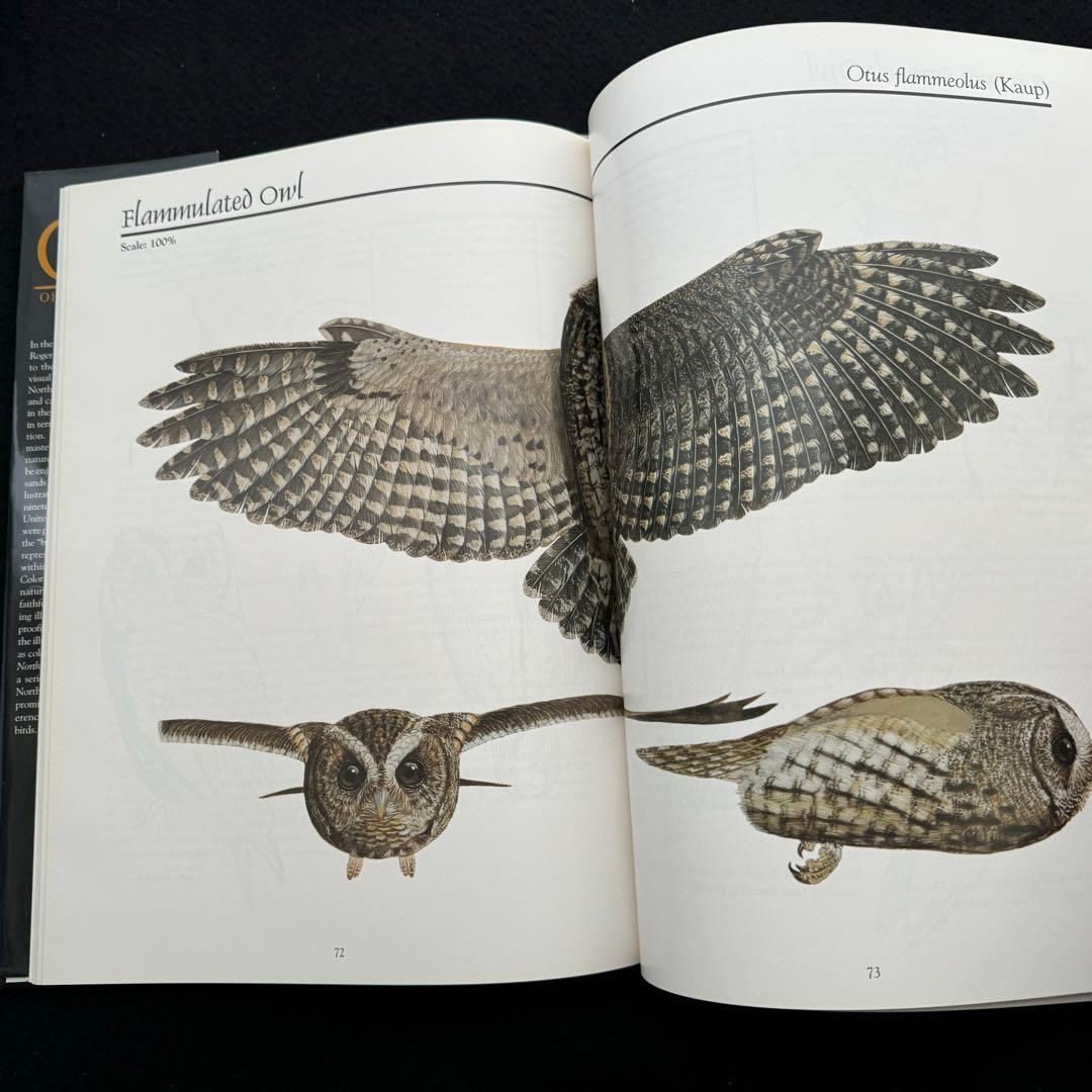 北米のフクロウ 絵画と彫刻 作品集「Owls of North America」