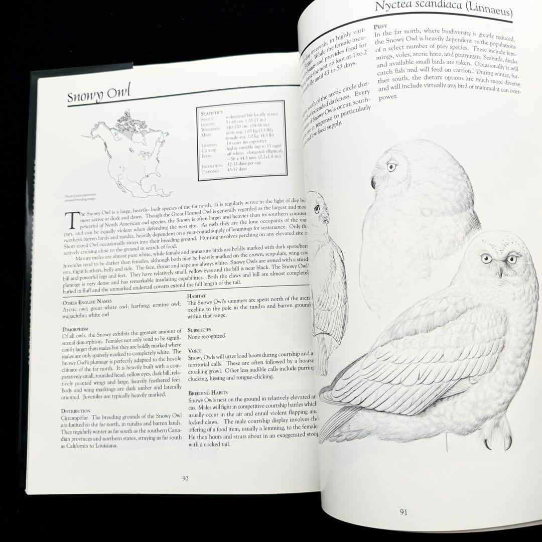 北米のフクロウ 絵画と彫刻 作品集「Owls of North America」