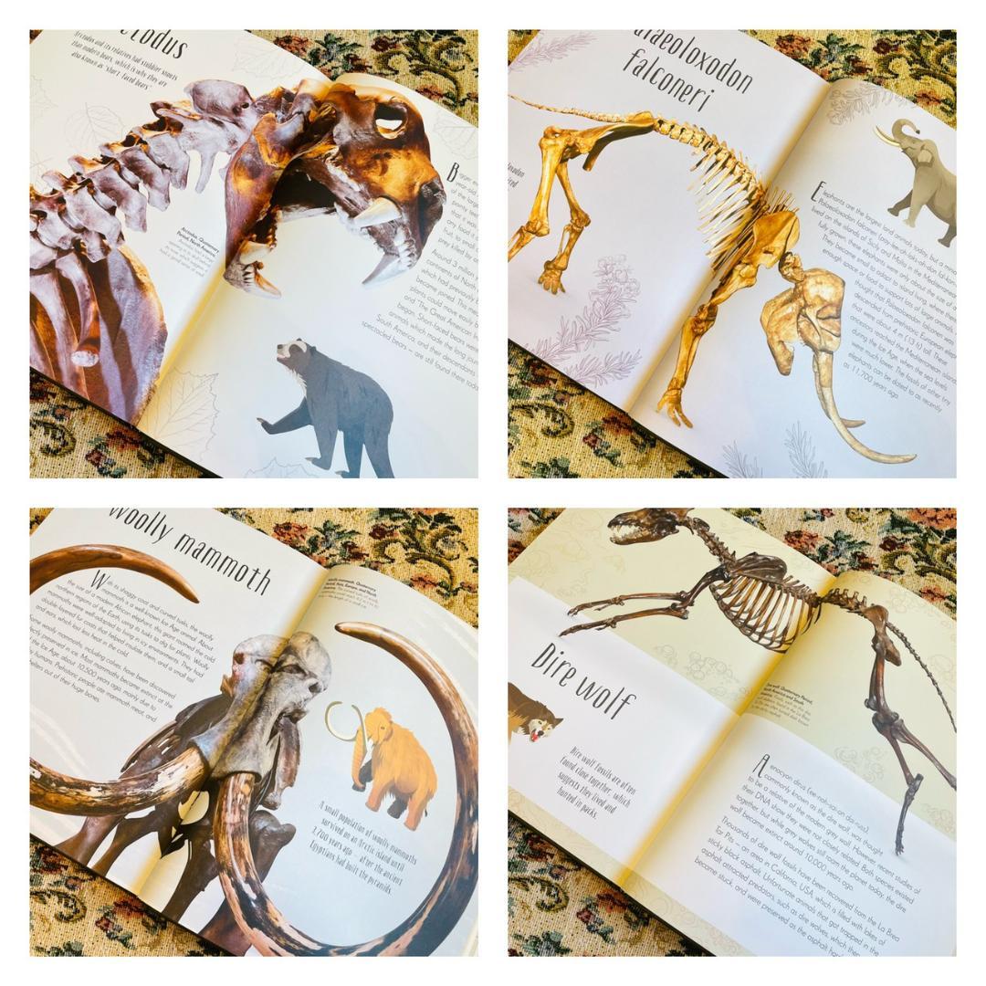 新品洋書　教養教育　博物館　辞書　辞典　恐竜　ダイナソー　Dinosaur