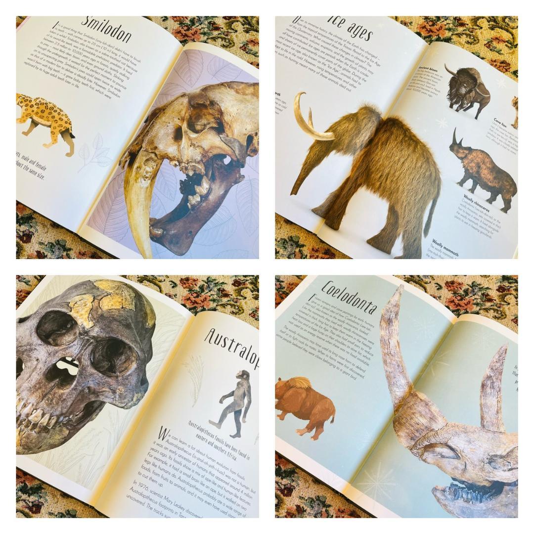 新品洋書　教養教育　博物館　辞書　辞典　恐竜　ダイナソー　Dinosaur