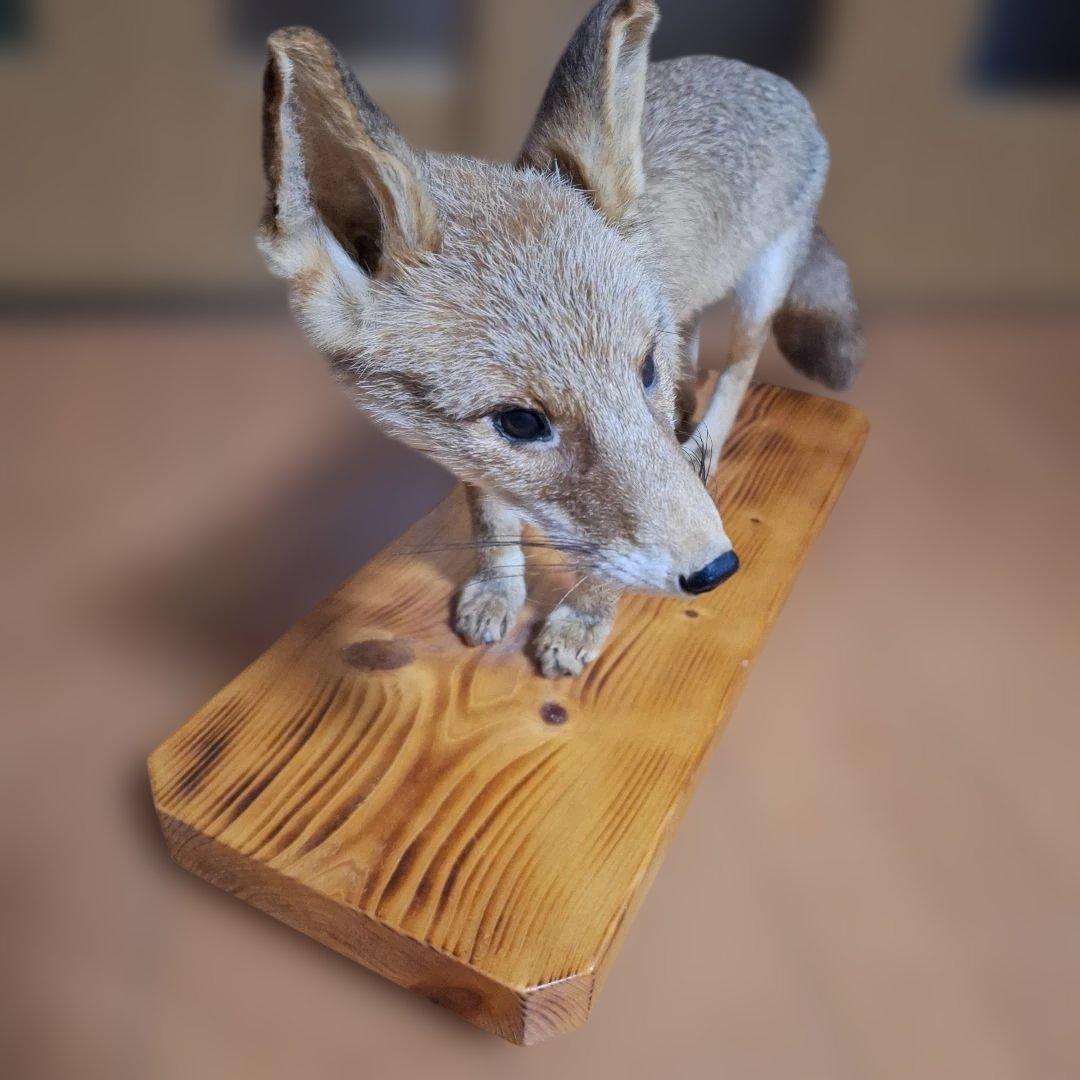 キツネの剥製