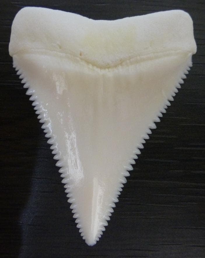 ホホジロザメ（Carcharodon carcharias）の歯 45.3mm