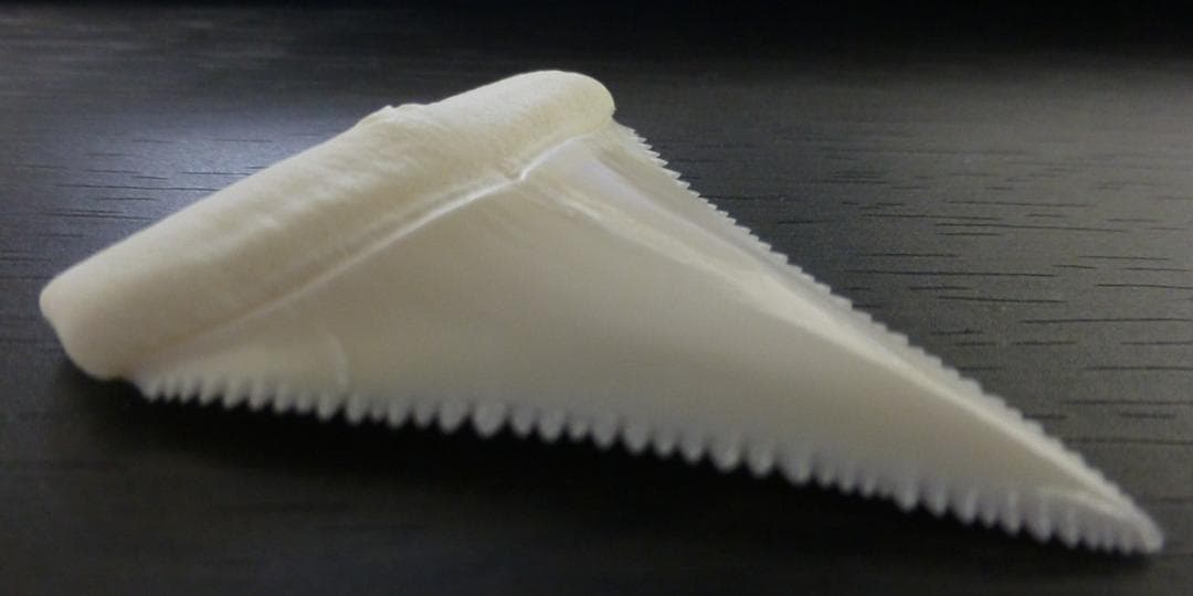 ホホジロザメ（Carcharodon carcharias）の歯 45.3mm