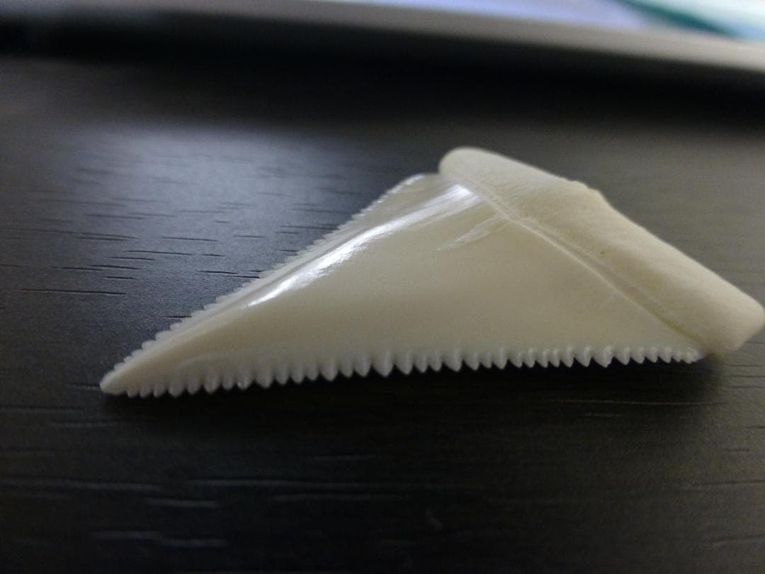 ホホジロザメ（Carcharodon carcharias）の歯 45.3mm