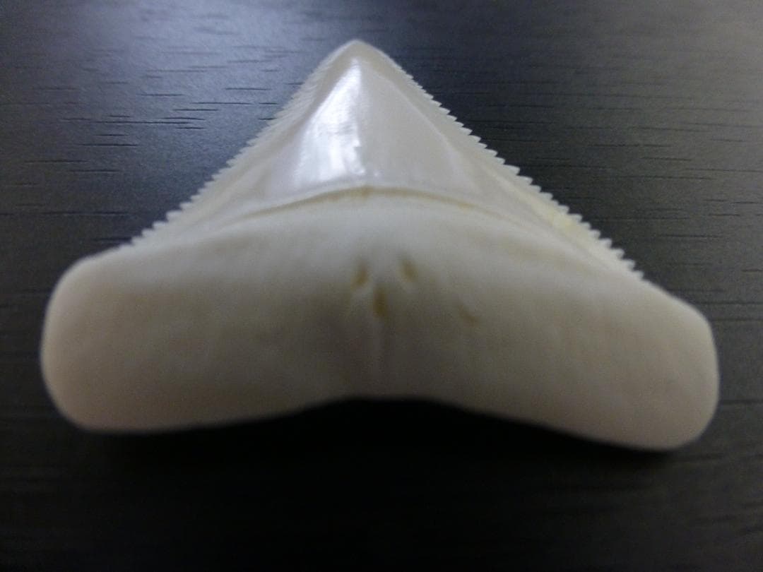 ホホジロザメ（Carcharodon carcharias）の歯 45.3mm