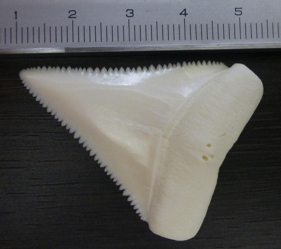 ホホジロザメ（Carcharodon carcharias）の歯 45.3mm