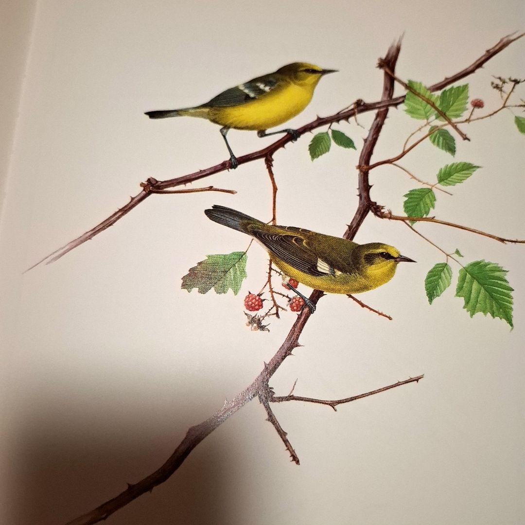 Lansdowne's Birds of the Forest　鳥の図鑑　洋書